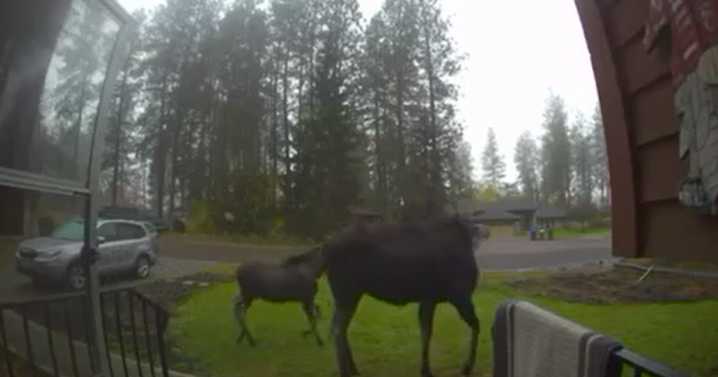 Moose spotted on Ring camera strolling through Mead yard