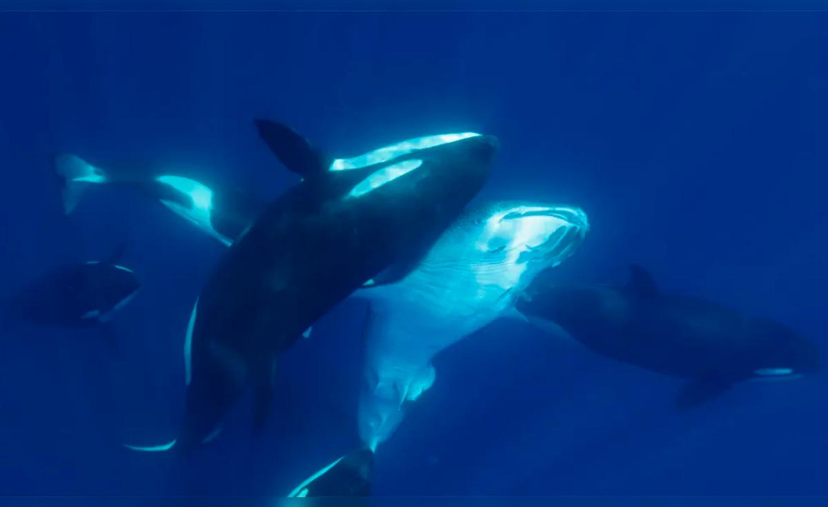 Biólogos revelan a un animal que se ha convertido en el depredador más temible de los mares y aterroriza al gran tiburón blanco