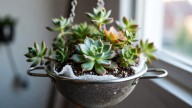 Cómo hacer crecer una suculenta con un colador de metal: el truco fácil para decorar tu casa