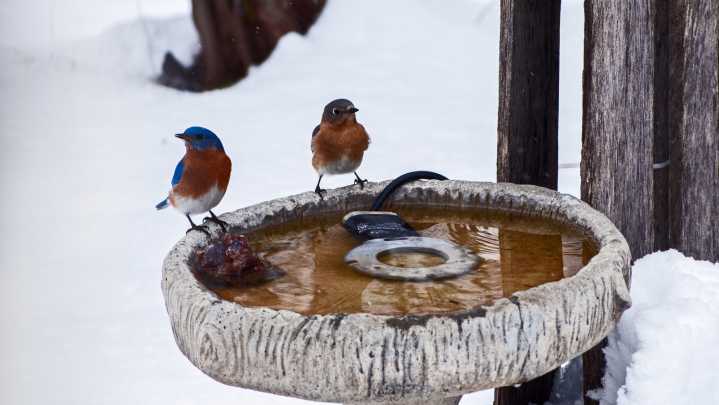 ​​The Unexpected Way To Prevent Your Bird Bath From Freezing In Winter (It's So Affordable)