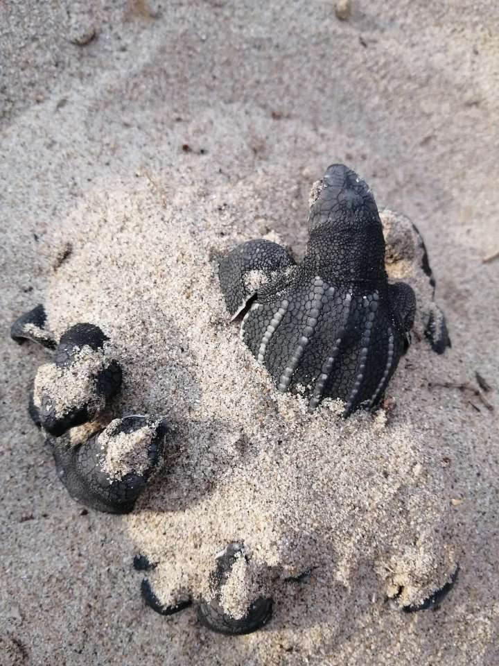 Protegen 56 huevos del segundo nido de tortuga laúd de la temporada en Los Cabos