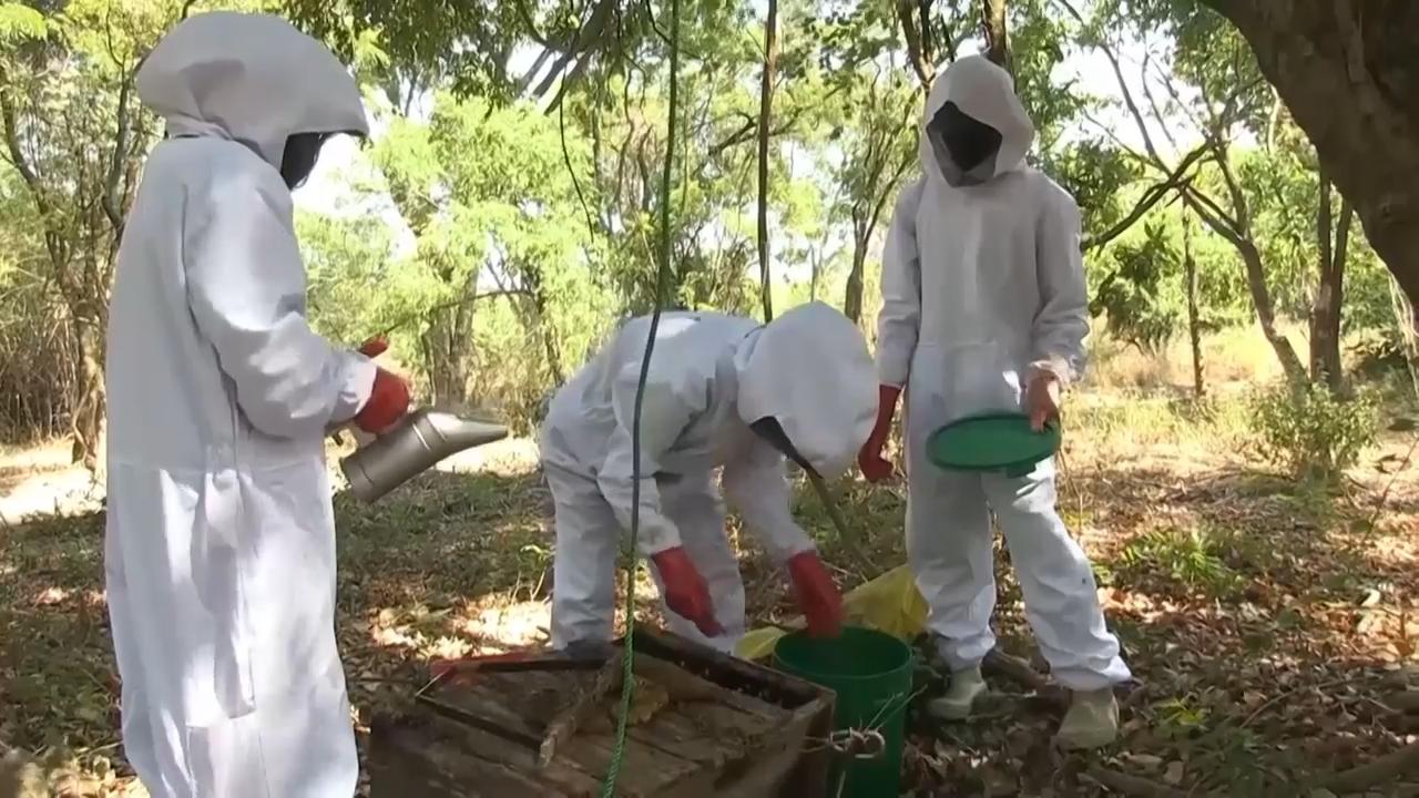 Eco-beekeeping boosts local forest conservation in Zambia