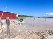 YUCATÁN | Alertan por devastación de manglar y posible venta irregular fraudulenta de terrenos en Chelem