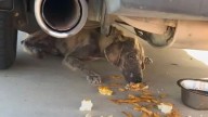 Texas Rescue Turns Emotional As A Malnourished Pup Emerges From Beneath A Car