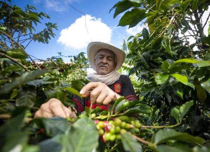 Estados Unidos elimina aranceles para café y otros productos agrícolas colombianos