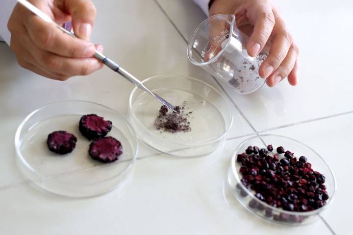 San Marcos: desarrollan alimento nutracéutico con berries nativos y coronta de maíz morado