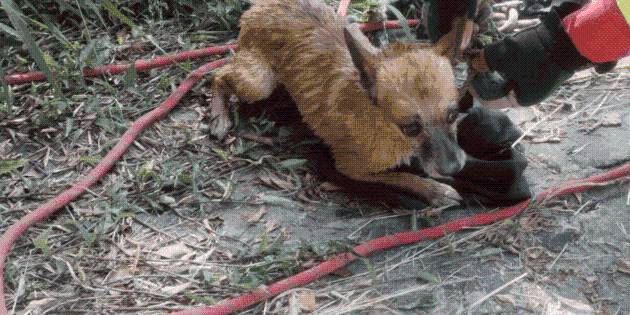 Bomberos tapatíos rescatan a perrito que cayó al vaso regular de El Dean