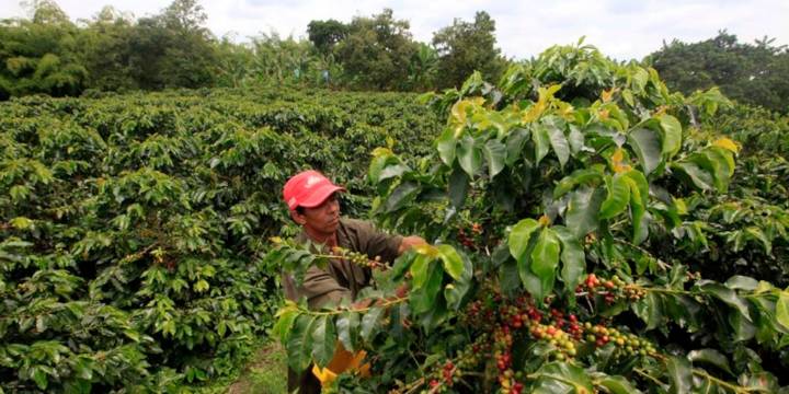 Federación Nacional de Cafeteros lanzó “Umbral”, variedad de café resistente al calor, luego de 30 años de investigación
