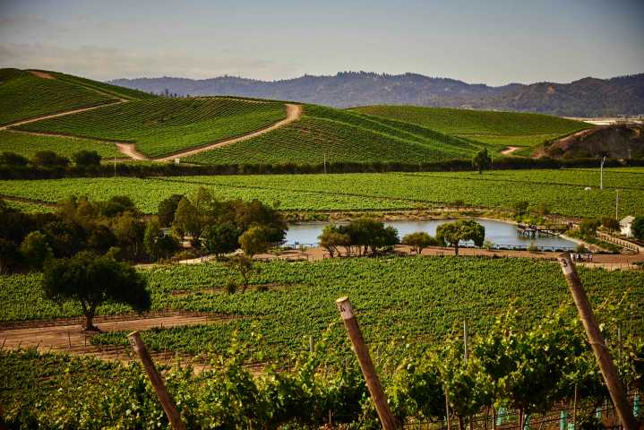 Casas del Bosque entra otra vez al Top 50 Mundial: la experiencia chilena que conquista el enoturismo global