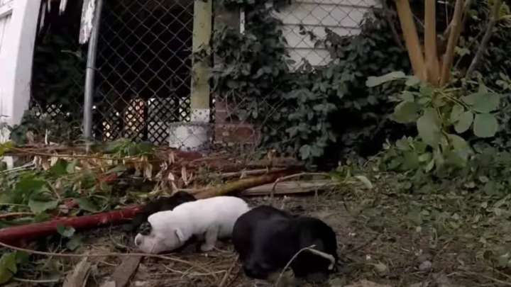 Missouri Rescue Effort Turns Emotional As A Protective Mother Fights For Her Babies