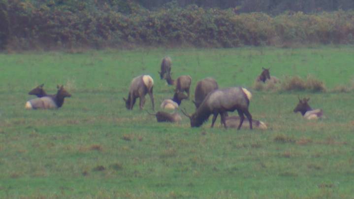 Poachers arrested in connection to elk killing on Carnation Farms property