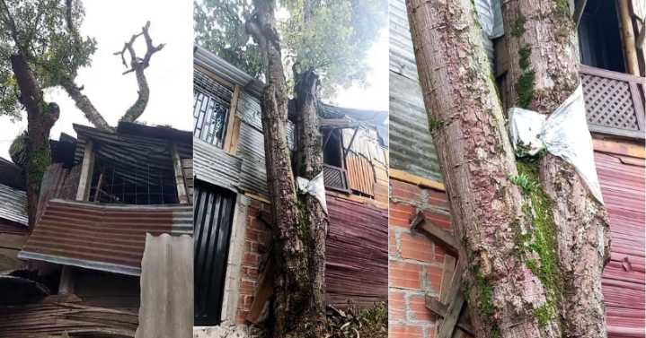 Denuncian riesgo por árbol a punto de caer sobre varias viviendas en la comuna 13 de Ibagué