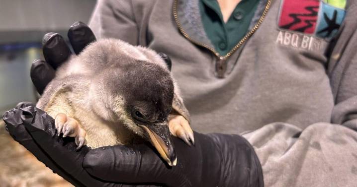 Gen-too cute: New penguin chick hatches at Albuquerque zoo