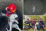 Emergency team rescues puppy in Romania after falling into well