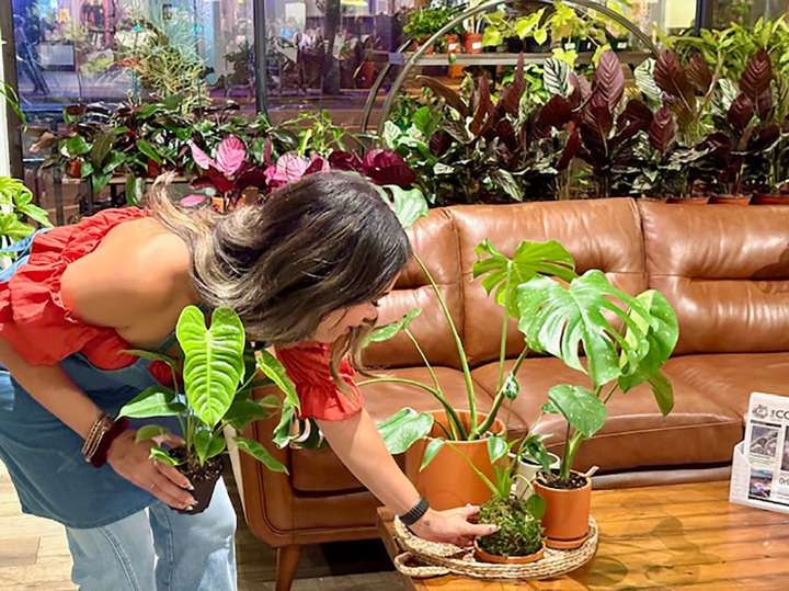 Gift Guide: Plants, 150th-anniversary book, puppy training