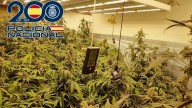 Más de 7.400 plantas incautadas, 32 detenidos y 560 multas por tráfico de drogas en Granada