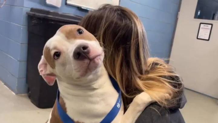 Iowa Dog Left Behind At The Airport Gets Rescued And Finds Her Forever Family