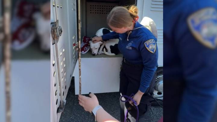 California Shelter Pup Steals Hearts At Adoption Day But Walks Back To His Kennel Alone