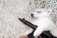 Dog shoots owner in back