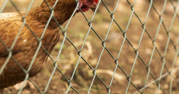 Influenza aviar: qué es la gripe aviar y sus distintas cepas