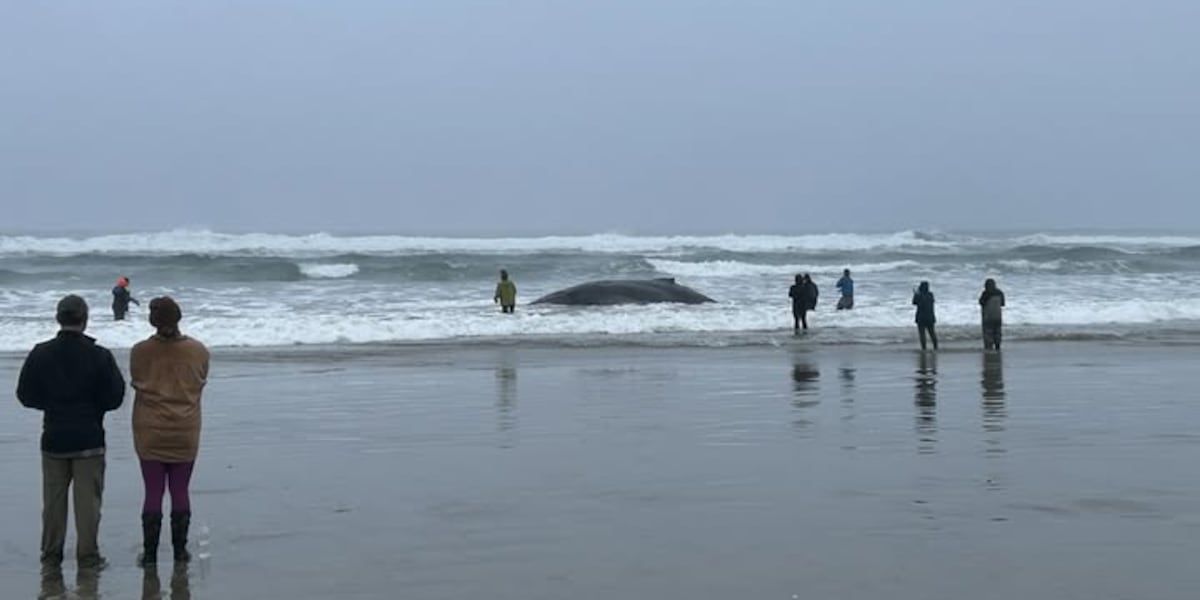 Live whale found beached near Yachats, recovery effort underway