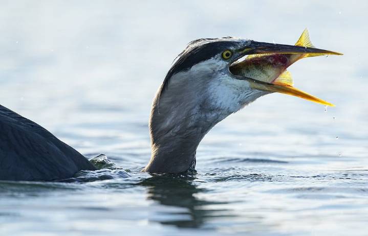 Gulp! Heron nabs a quick meal at a WA lake