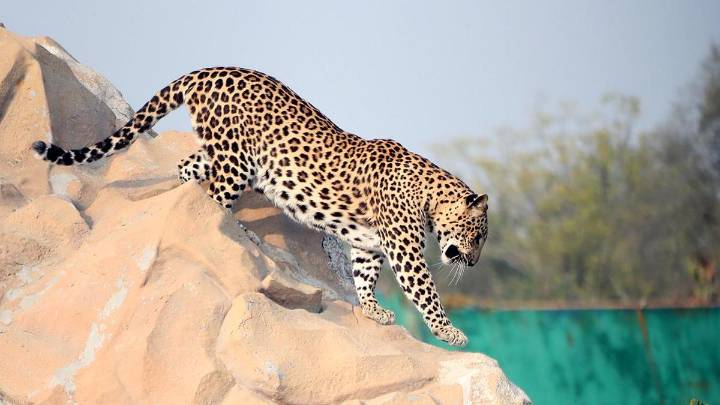 Maharashtra sends proposal to Centre to relocate 50 leopards to Vantara