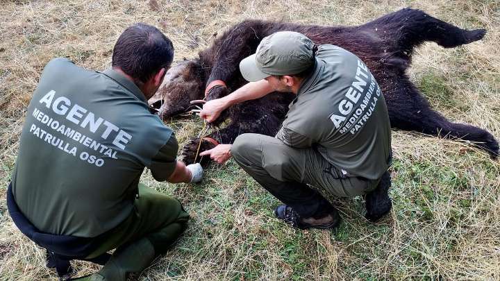 La investigación por el oso hallado muerto en Degaña llega al Juzgado de Cangas del Narcea