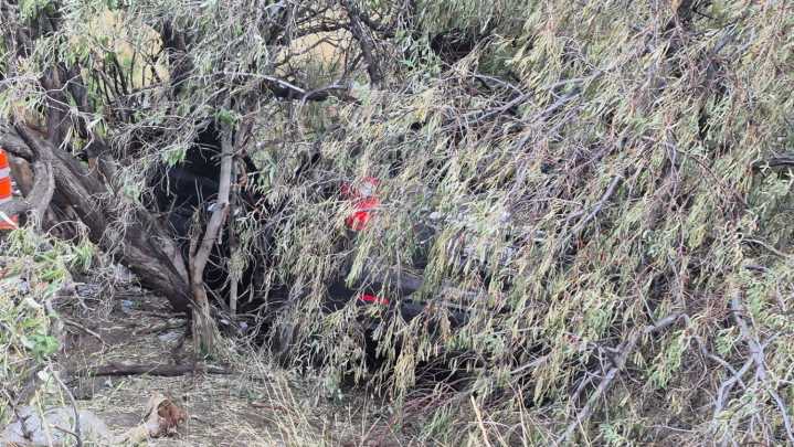 Driver dies after SUV crashes into tree on I