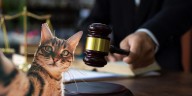 Turkish Man to Pay “Cat Support” in Groundbreaking Divorce Settlement