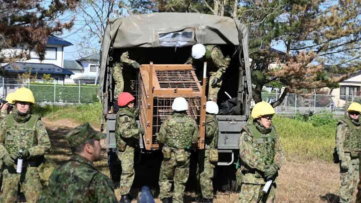 Japón sufre cada vez más ataques de osos: suma 12 muertos desde abril