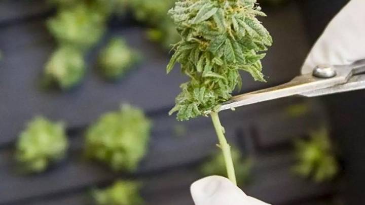 Dénia no dará licencias para locales de asociaciones de fumadores de cannabis en el centro urbano