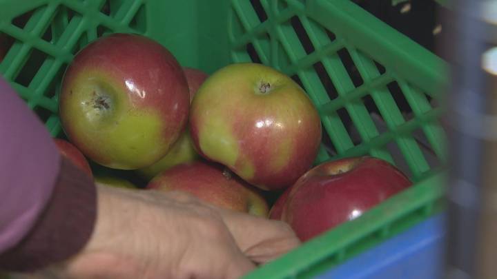 Parents skipping meals so kids get more, people coming back more often — this is the reality of N.L. food banks