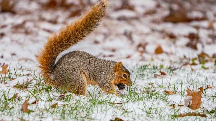 Snow totals for Indianapolis and Indiana from Nov. 29 storm