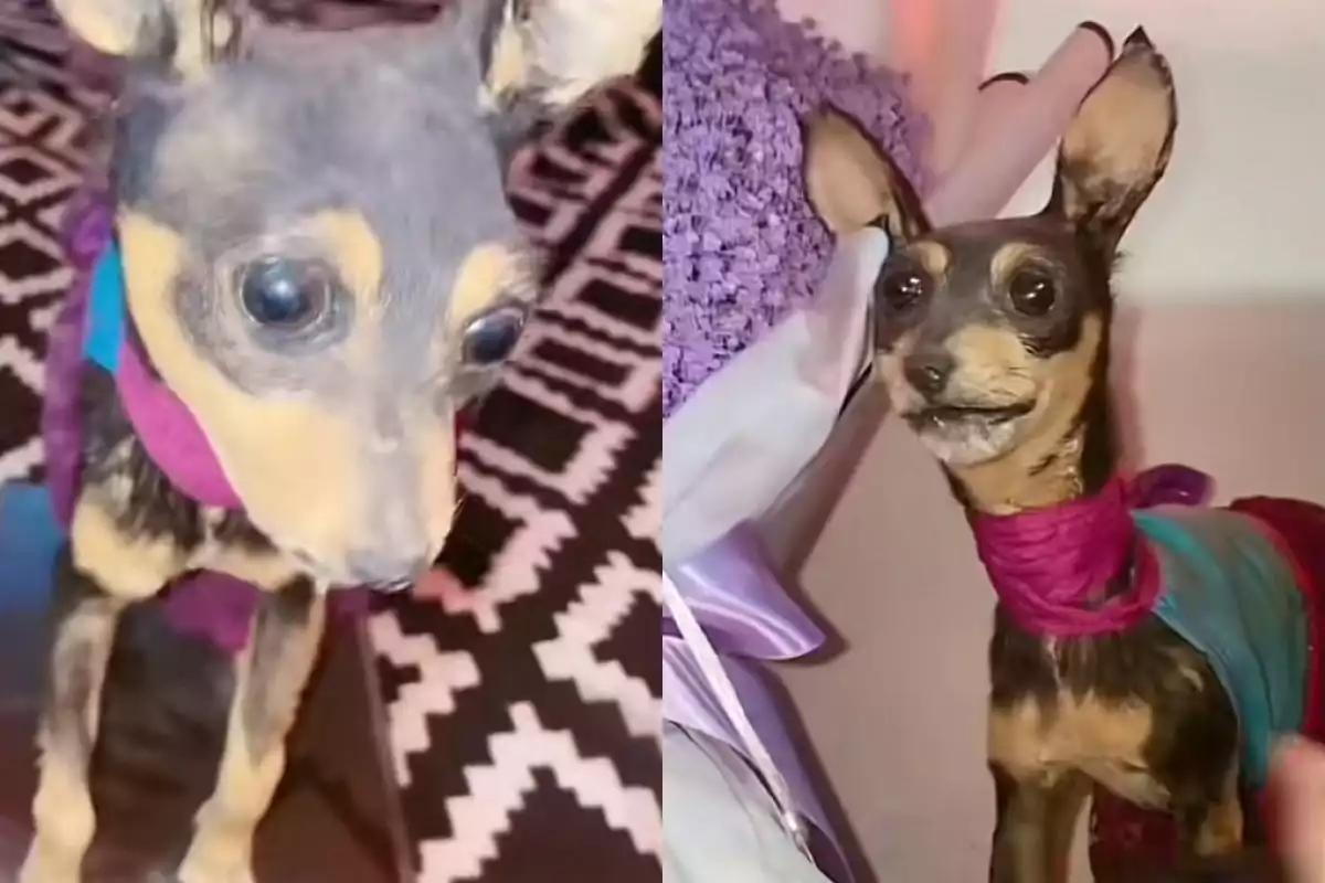 “Quedó muy diferente”: Taxidermia de perrita fallecida se vuelve viral