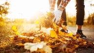 Don't rake those fallen leaves — here are 8 smart ways to use them in your yard