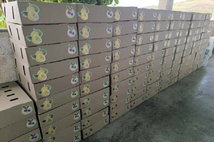 Fruta larense de calidad llega al mercado español