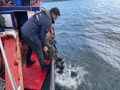 Incautan cerca de 3 mil kilos de productos del mar extraídos ilegalmente del litoral de Aysén