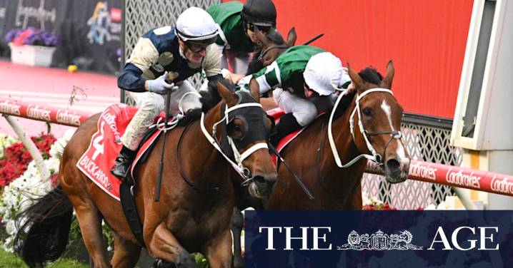 Melbourne Cup 2025 horse-by-horse guide: Odds, tips and expert analysis on each of the horses running in this year’s cup – winning chances, roughies and best bets