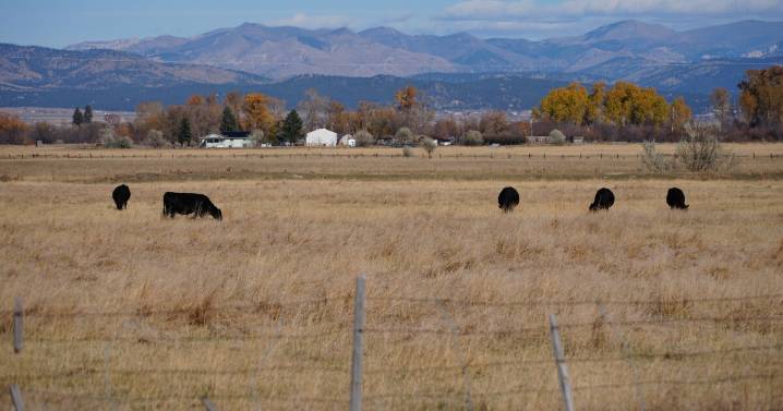 Montana's congressional delegation pushing back on plan to import Argentina beef