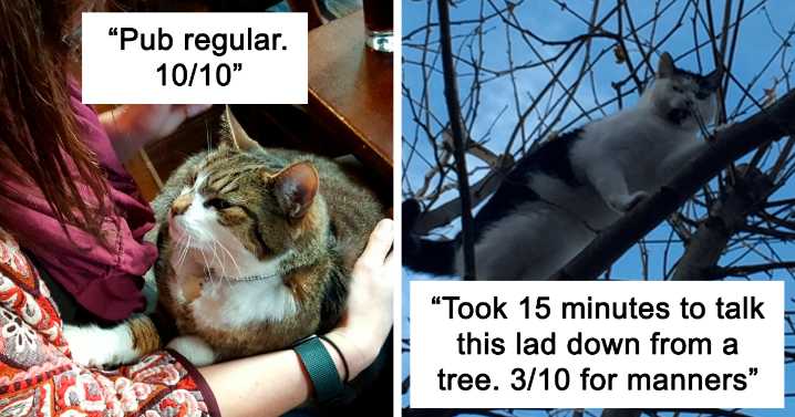 Twitter Account Encourages People To Rate The Cats They Meet On The Streets And It’s Purrfect (30 Pics)