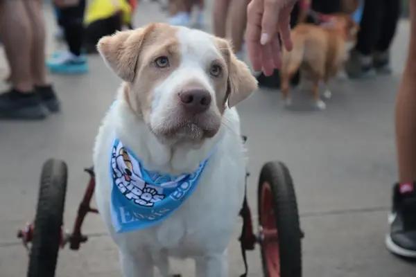 Cali marchó por el amor animal en la caminata “Ladridos por la Paz”