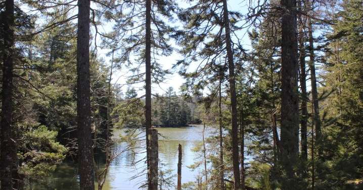 Trump administration proposes stripping wetland protections