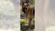 German shepherd Elwood is a gentle giant