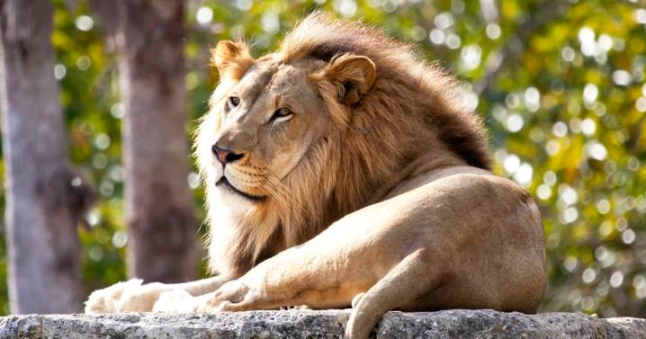 New Zealand wildlife sanctuary euthanizes two elderly lions, with future of five more uncertain
