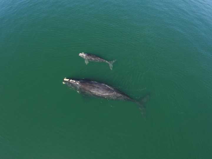 Meet right whales Lasagna, Scorpion and Dandelion