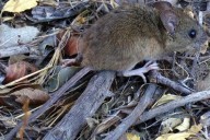 Confirmaron la muerte por hantavirus de un joven de 23 años en Tandil