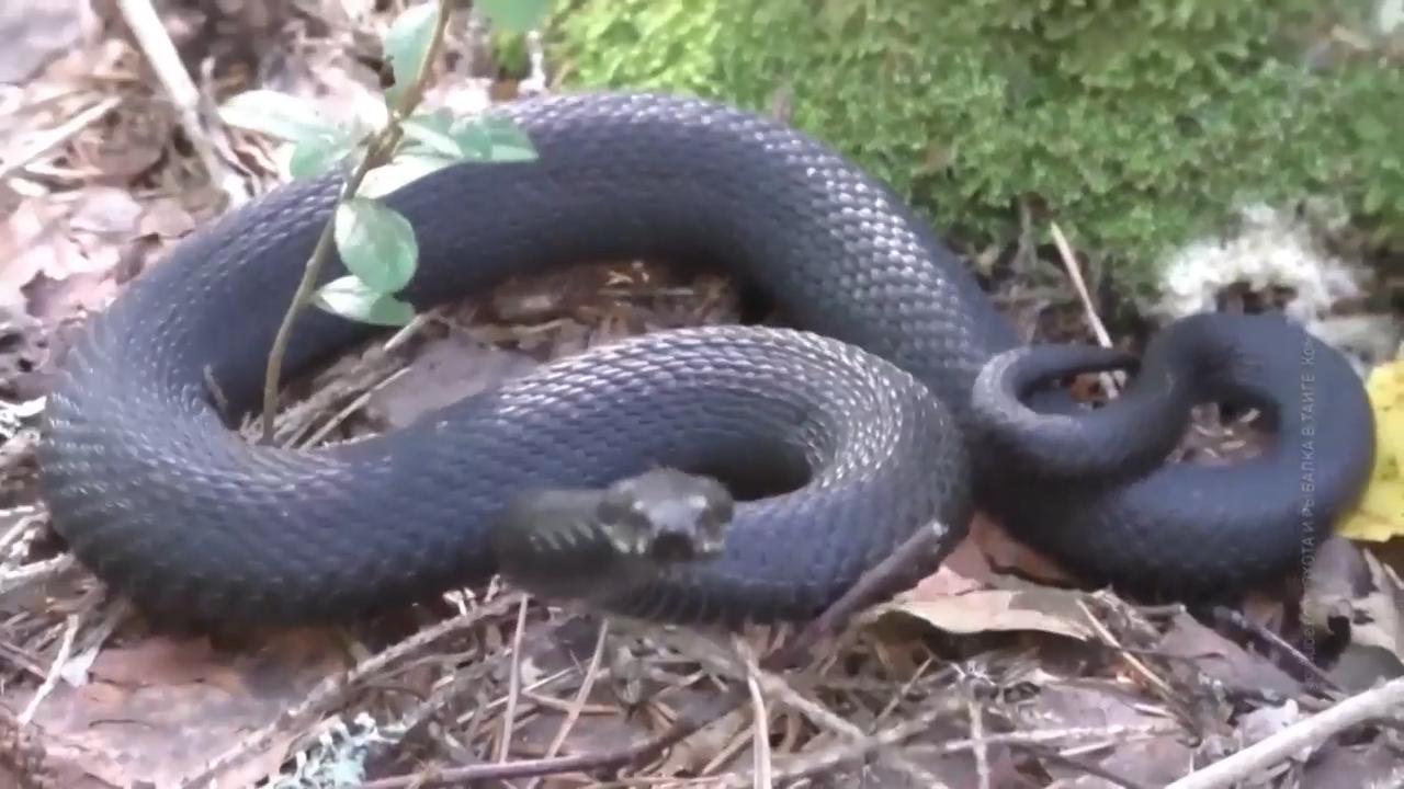Snakes in central Russia are not going into dormant state due to warm November weather, experts say