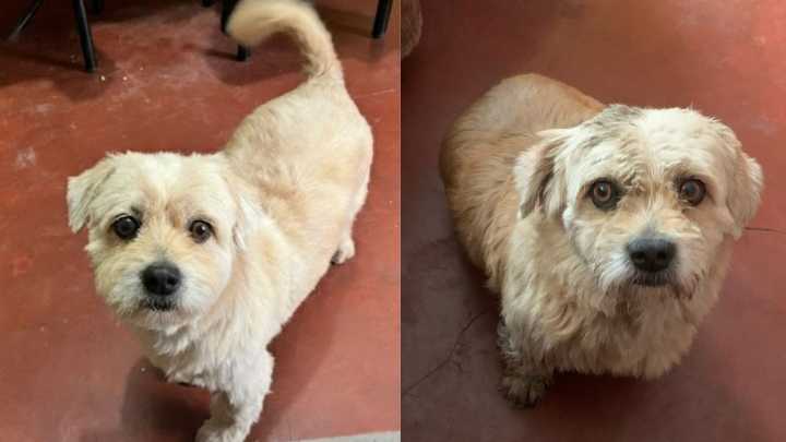 El Agustino: familia busca a Chester, perrito de 13 años desaparecido