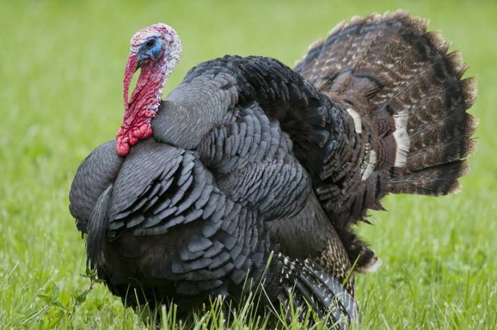 Two turkeys and a rabbit rescued from NYC slaughter markets before Thanksgiving